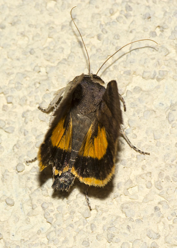 Noctuidae - Noctua janthe